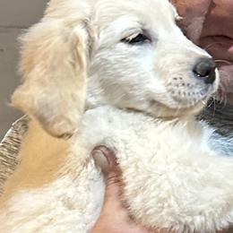 Golden Retriever Puppies from Ginn’s Golden Retrievers