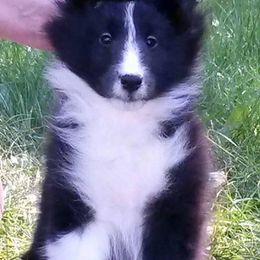 Bulldog and Shetland Sheepdog Puppies from Smooch-A-Bulls English Bulldogs & M&M Shelties