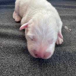 Charles - White male Great Pyrenees puppy in Murfreesboro, Tennessee from Storybook Tails Farm