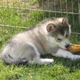 Alaskan Malamute Puppies from Bonnie McMahon's Alaskan Malamutes