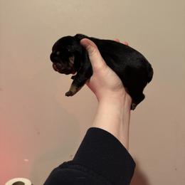 Boy - Black tri-color male Bulldog puppy in Bonney Lake, Washington from Sitka spruce bulldogs