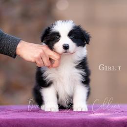 Border Collie Puppies from Overdrive Border Collies