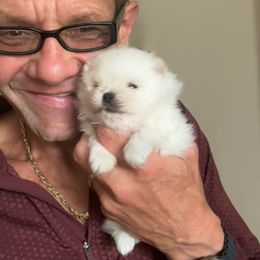 Louie - White male Pomeranian puppy in Charlotte, North Carolina from Kouture Pomeranians
