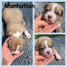 Manhattan - Blue fawn male American Staffordshire Terrier puppy in Marietta, Georgia from Ambition Amstaffs