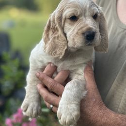 Boy 3 - Lemon and white English Cocker Spaniel puppy in Morriston, Florida from Serendipity English Field Cockers