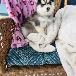 Pawda - Black and white female Pomsky puppy in Yavapai County, Arizona from Pawsh Pomskies