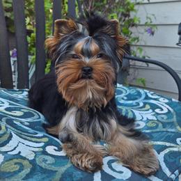 Mickey - Blue and gold male Yorkshire Terrier puppy in Morgan Hill, California from Simply Perfect Yorkies