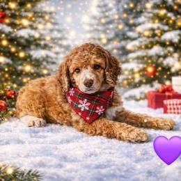 Star - Sable female Poodle puppy in Casa Grande, Arizona from Arizona's Once Upon A Boston and Poodle ❤️