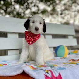 Sheepadoodle Puppies from Pawsome Doodle Haven