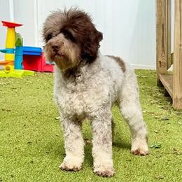 Martini - Australian Labradoodle