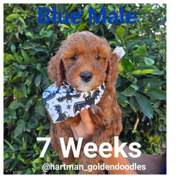 Blue - Red  male Goldendoodle puppy in Upland, California from Hartman Goldendoodles