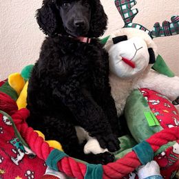 Autumn - Black female Poodle puppy in Nederland, Texas from Lingo Standard Poodles