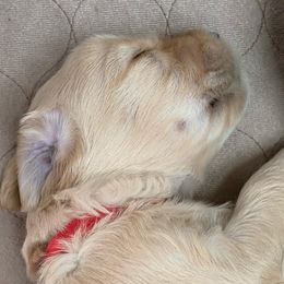 Boy 1 - Goldendoodle puppy in St. Lucie, Florida from A Doodle Life, LLC