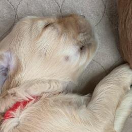 Boy 1 - Goldendoodle puppy in St. Lucie, Florida from A Doodle Life, LLC