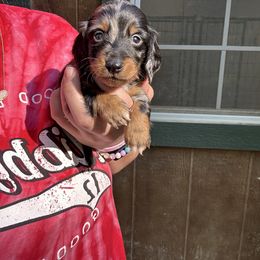 Buddy - Dapple male Dachshund puppy in Cabool, Missouri from Shannon Dachshunds