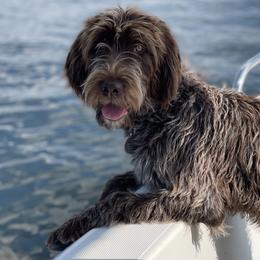 Goldendoodles and Wirehaired Pointing Griffons from Ole Poor Farm