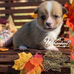 Willow 1,200 - Red female Pembroke Welsh Corgi puppy in Nashville, Arkansas from Whisenhunt Farms