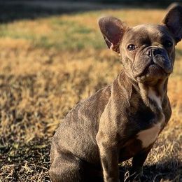 French Bulldogs from Bluerain.frenchies