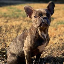 French Bulldogs from Bluerain.frenchies