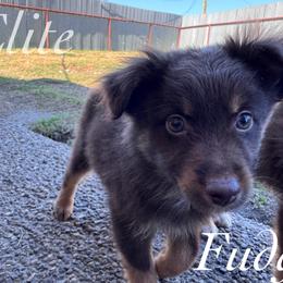 Fudge - Red tri male Miniature Australian Shepherd puppy in Corpus Christi, Texas from Elite Miniature Australian Shepherds