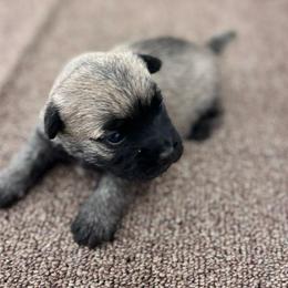 Macee - Cream female Cairn Terrier puppy in Mountain Grove, Missouri from CreekTop