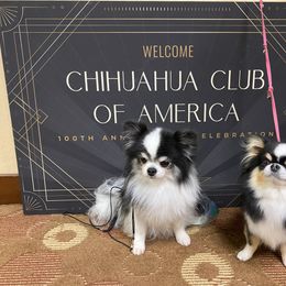 Chihuahua Puppies from Calmont