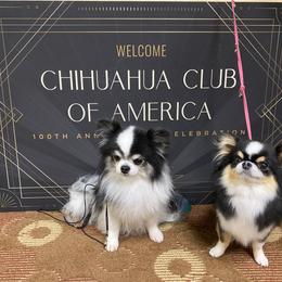 Chihuahua Puppies from Calmont