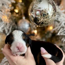 Black collar - Black rust and white male Bernese Mountain Dog puppy in Altura, Minnesota from Bluffside Berners