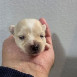 Pumpkin - Apricot male Maltipoo puppy in Sedro Woolley, Washington from Absher Ranch