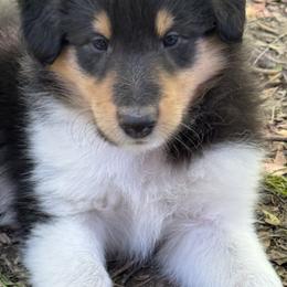 Collie Puppies from Hedge Haven Farm