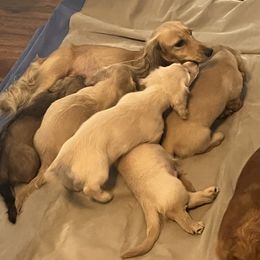Dachshund Puppies from Honey Creek Dachshunds