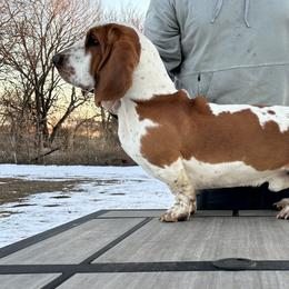 Basset Hounds from BnL Bassets