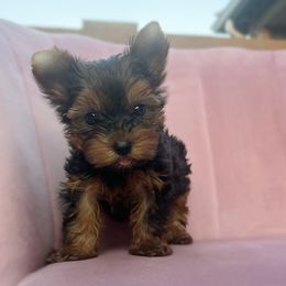 Yorkshire Terrier Puppies from Enchanted Yorkies