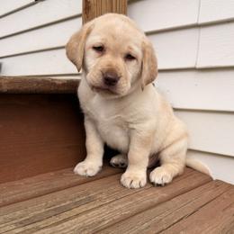 Frank - Yellow male Labrador Retriever puppy in Tekonsha, Michigan from Asher Acres Labs