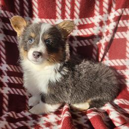 Scrappy - Blue male Pembroke Welsh Corgi puppy in Castle Rock, Washington from Heckman Corgis