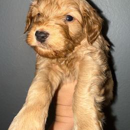 Espresso - Wheaten male Miniature Schnauzer puppy in Fort Worth, Texas from Sissy’s Schnauzers