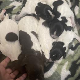 Boy 4 - male German Shorthaired Pointer puppy in Hardeman County, Tennessee from Howell Farm GSP