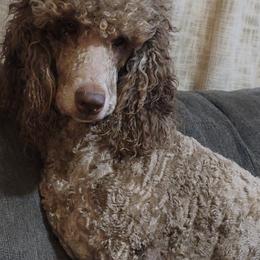Roxy - Poodle