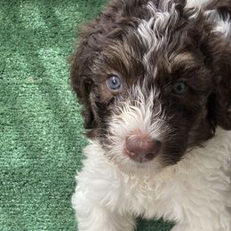 Boy 1 George - Brown Bernedoodle puppy in Landisville, Pennsylvania from Debbies Doodles