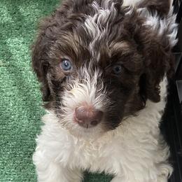 Boy 1 George - Brown Bernedoodle puppy in Landisville, Pennsylvania from Debbies Doodles