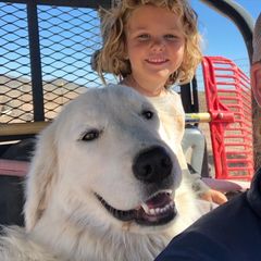 Bagheera - Maremma Sheepdog