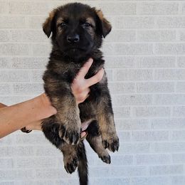 Rowena - Sable female German Shepherd puppy in Winston Salem, North Carolina from Samtastic Shepherds