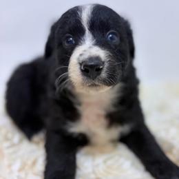 Cubby - Blue Collar - Black & white male Australian Shepherd puppy in San Marcos, California from Faith Family Freedom Farm