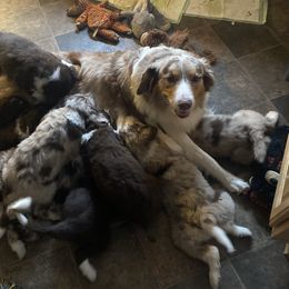 Aussiedoodle Puppies from Drew’s Aussies & Doodles