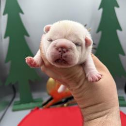 Romeo - Cream male French Bulldog puppy in Largo, Florida from Infinity Frenchies
