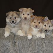 Icelandic Sheepdog Puppies from Tri-Star Icelandics