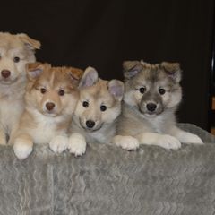 Icelandic Sheepdog Puppies from Tri-Star Icelandics