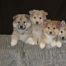Icelandic Sheepdog Puppies from Tri-Star Icelandics