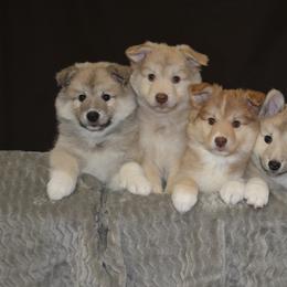 Icelandic Sheepdog Puppies from Tri-Star Icelandics