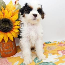 Bluey - Tri-color female Bernedoodle puppy in Granton, Wisconsin from Rose River Farms